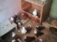حمام زينة أنواع كلمن وسعره حمام زينة أنواع كلمن وسعره