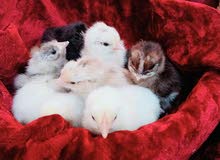 Pure breed chicks from home chickens Pure breed chicks from home chickens