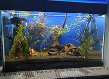 Platend Aquarium Platend Aquarium