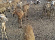 خرفان سودانيه مخصيّه خرفان سودانيه مخصيّه