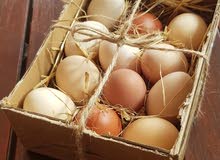 بيع البيض البلدي الطبيعي .