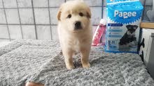 Golden retriever male n female available Golden retriever male n female available