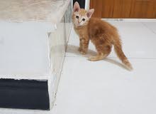 قطط شيرازي للبيع العمر شهرين و20 يوم