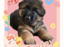 German shepherd puppy 4 Month old German shepherd puppy 4 Month old