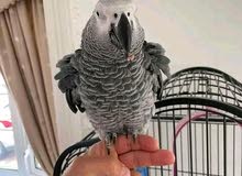 African grey parrot both male and female