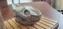 أحفوره جمجمة حيوان قديم oreodont skull fossil dinosaur like animal