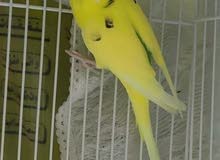 Budgies Pair with out cage SR 110 Budgies Pair with out cage SR 110