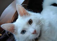 قطه اجورا قطه اجورا