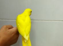 فرخ درة / darrah chick فرخ درة / darrah chick