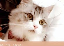 للتبني ذكر وانثى شيرازي للتبني للتبني ذكر وانثى شيرازي للتبني