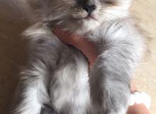 grey persian kittens for reservations قطط اراني للحجز grey persian kittens for reservations قطط اراني للحجز
