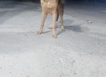 جيرمن البيع جيرمن البيع