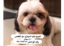 للبيع كلاب شيتزو سعر 80 للتواصل للبيع كلاب شيتزو سعر 80 للتواصل 
