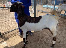 pakistan goat for sale