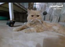 ذكر عمره سنه ونص ذكر عمره سنه ونص