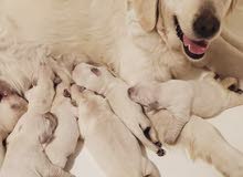 pure Labrador retriever puppies pure Labrador retriever puppies