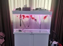 European made 100 cm Ciano aquarium for sale with external filter and additional Led light European made 100 cm Ciano aquarium for sale with external filter and additional Led light