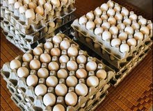 Desi Chicken Eggs For Sale Desi Chicken Eggs For Sale