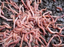 دودة الارض/ Earthworm