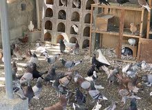 حمام منوع حمام منوع