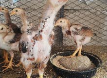 pakistani original chicks 2 month old pakistani original chicks 2 month old