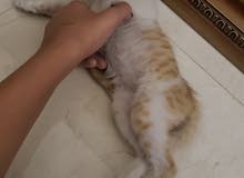 قطه صغيره انثى للبيع قطه صغيره انثى للبيع