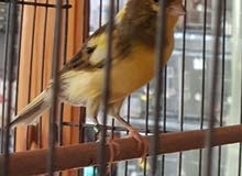 male demi-raza male demi-raza