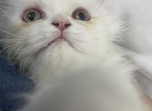 white persian kitten white persian kitten