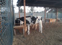 ابقار هولندي للبيع ابقار هولندي للبيع
