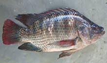 سمك البلطي ( tilapia fish ) سمك البلطي ( tilapia fish )