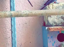 طيور الحب هاجرمو فول وردات اقره الوصف طيور الحب هاجرمو فول وردات اقره الوصف
