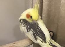كوكتيل زوج مع القفص / Cockatiel pair كوكتيل زوج مع القفص / Cockatiel pair