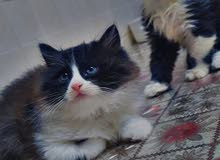 قطه نوني قطه نوني
