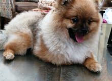 كلب بومرينيان for sale pure pomeranian كلب بومرينيان for sale pure pomeranian