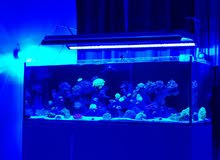 Red Sea Reefer Red Sea Reefer