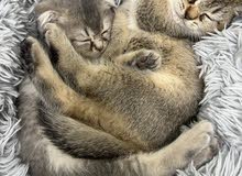 Scottish folds and straight Scottish folds and straight