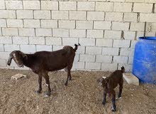 بالصلاة على النبي عنز بندوق شامي سن نضيف معها جدي
