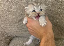 Tabby male kitten for sale Tabby male kitten for sale
