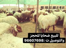 للبيع ضحايا للبيع ضحايا