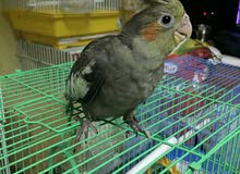 cocktail cocktail