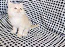pure Persian kittens pure Persian kittens