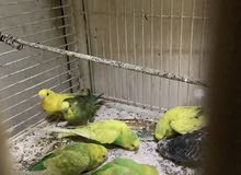 7 طيور الحب للبيع budgie birds for sale