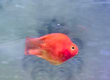 Blood parrot fish price can be negotiable Blood parrot fish price can be negotiable