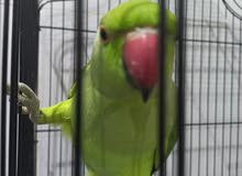 طير درة (متو) للبيع طير درة (متو) للبيع