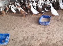 Local Ducks. Local Ducks.