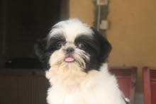 shih tzu شيتزو shih tzu شيتزو