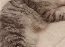 قطه شيرازي و قط هملايا للبيع القطه انتجت من قبل 3مرات وذكر جاهز لتلقيح قطه شيرازي و قط هملايا للبيع القطه انتجت من قبل 3مرات وذكر جاهز لتلقيح