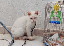 Beautiful Active Male Turkish angora kitten