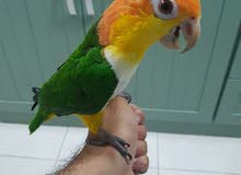 وايت بيلي كاييك - white bellied Caique وايت بيلي كاييك - white bellied Caique