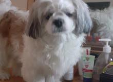 shih tzu for sale shih tzu for sale